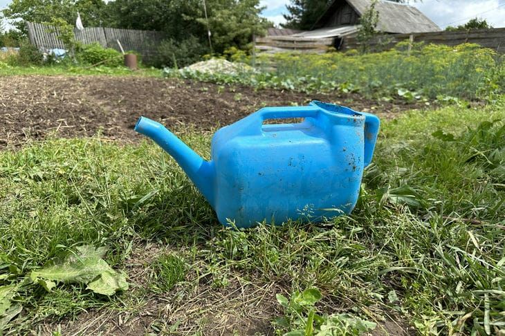 Вы убиваете свои огурцы, поливая их после заката: когда на самом деле нужно браться за лейку