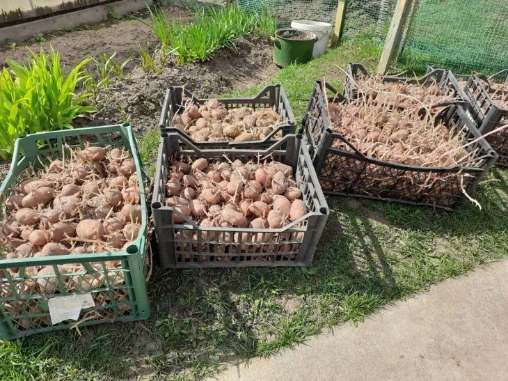Добавьте это в лунку при посадке — и выкопаете в 3 раза больше картошки: осенью придется расширять погреб