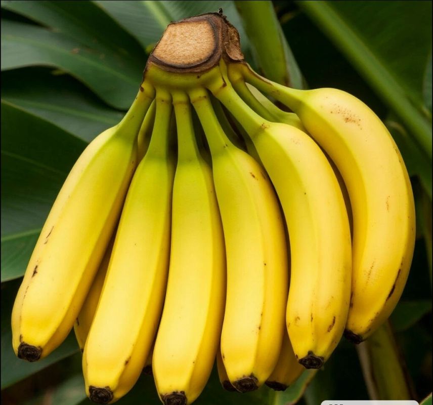   : 5 ,    