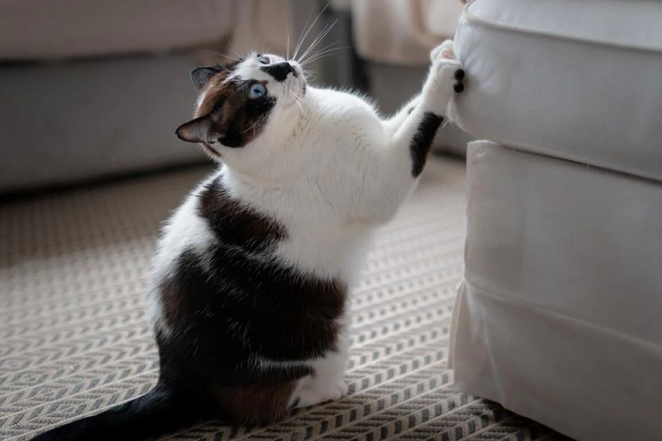       ?