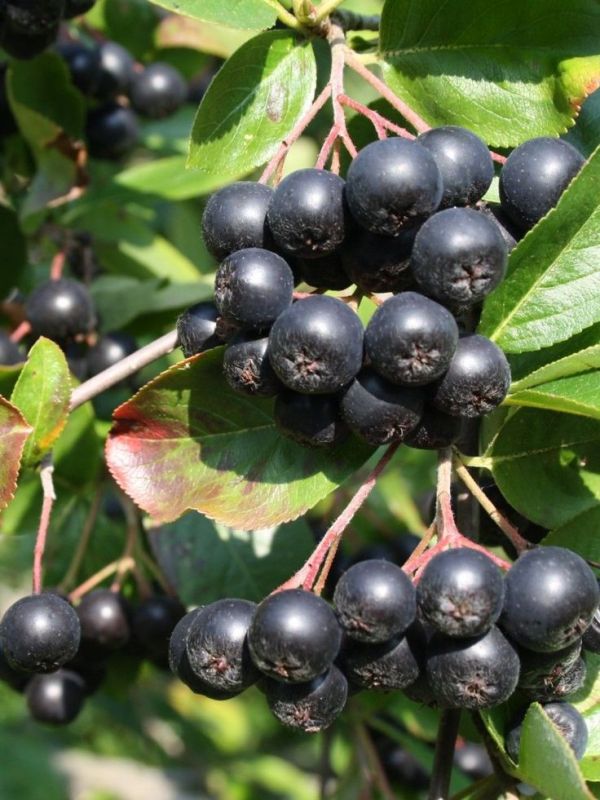      :  berry-!