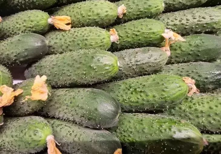  5       :     