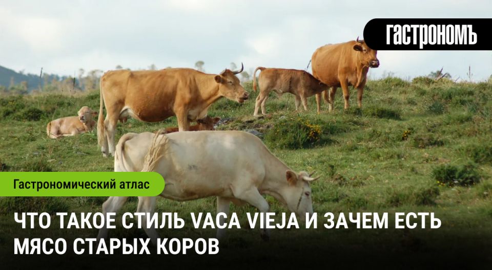    :  vaca vieja   