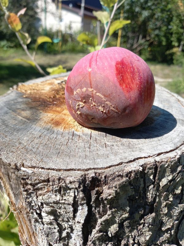 Когда обилие фруктов предвещает катастрофу: как распознать, что дерево на грани