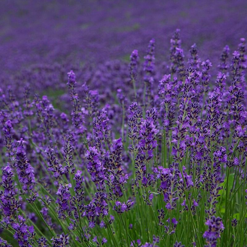 Лаванда: как превратить аромат в источник здоровья и уюта круглый год