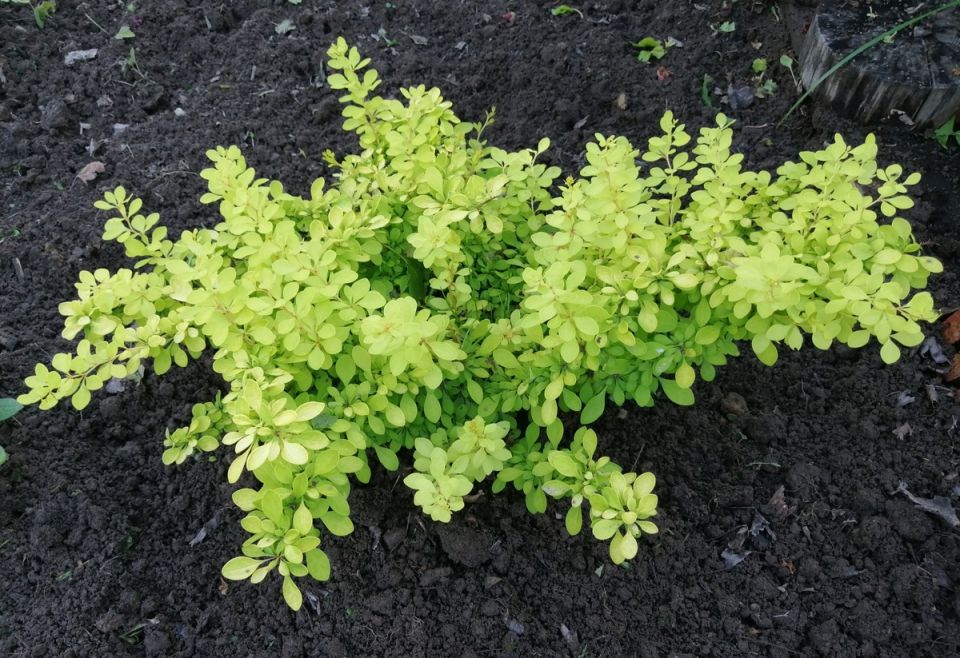 Неожиданные проблемы в летнем саду: что пострадало от весенних заморозков