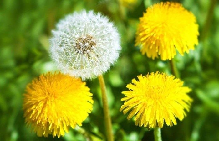 Запрет на одуванчики: новые штрафы и правила для дачников