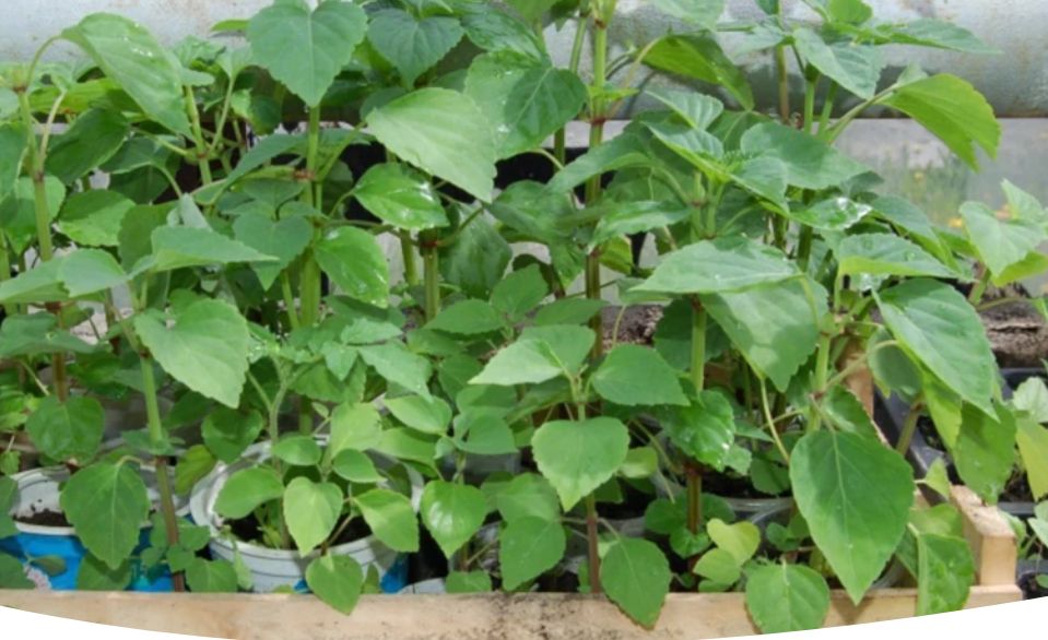 Урожай по лунному календарю: советы по садово-огородным работам с 27 января по 1 февраля