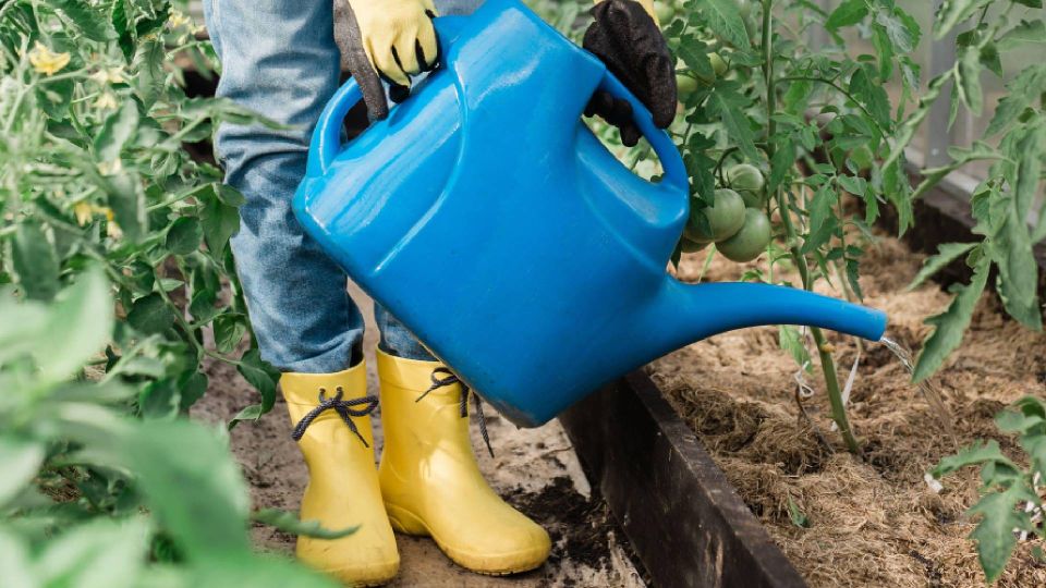 Помидоры в открытом грунте загубите в момент: ошибки в поливе делает каждый второй