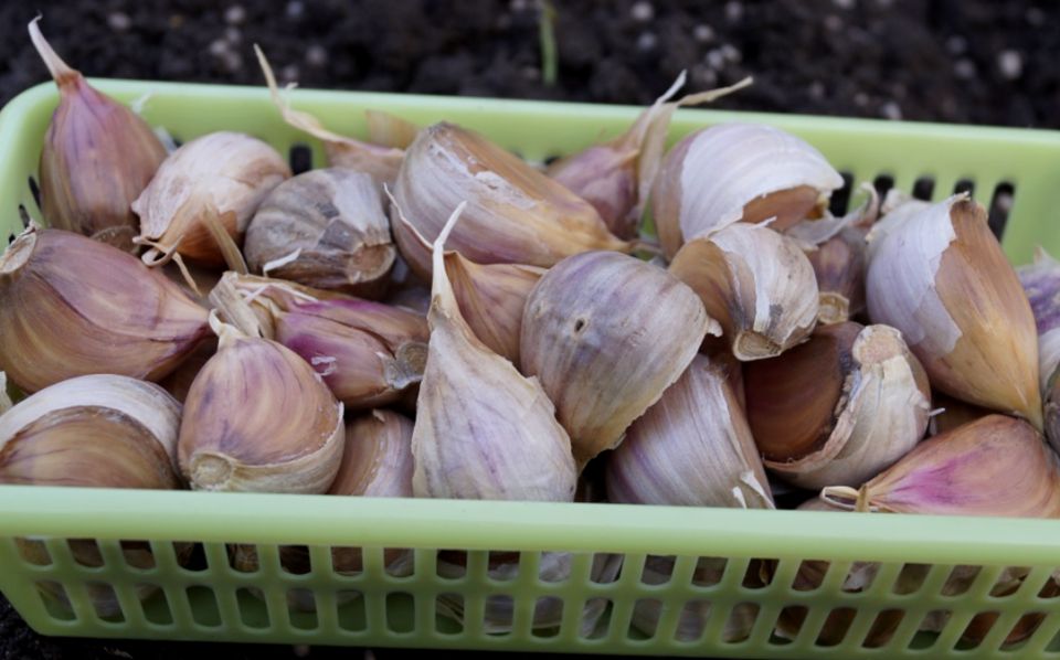 Превращение хилого чеснока в мощные головки: секреты подготовки к посадке