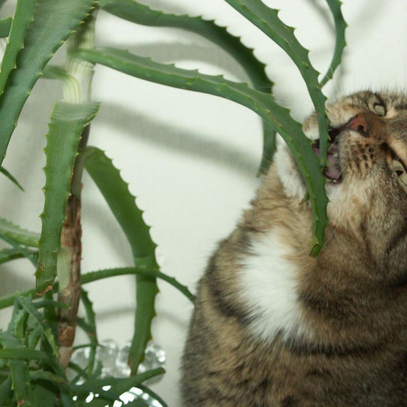 Растения для занятых: идеальные зеленые компаньоны для вашего интерьера