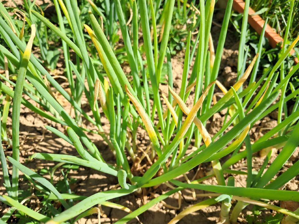 Как предотвратить пожелтение лука: 5 основных причин и их решения