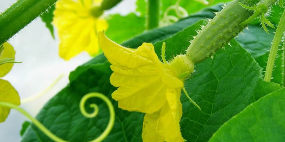 Как сохранить огуречный урожай в условиях дождливого и холодного лета