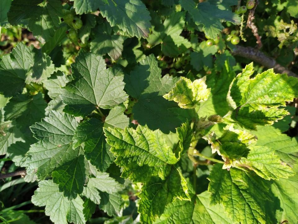 Признаки хлороза на смородине: как избежать проблем с урожаем