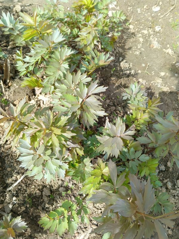 Любисток: зеленое чудо на вашем огороде