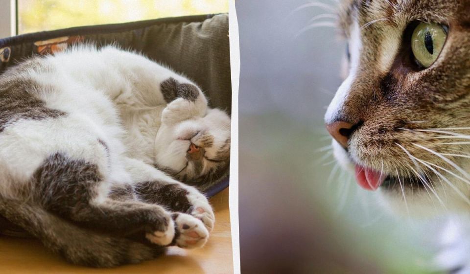 Почему коты трутся об углы: 4 удивительных причины их поведения