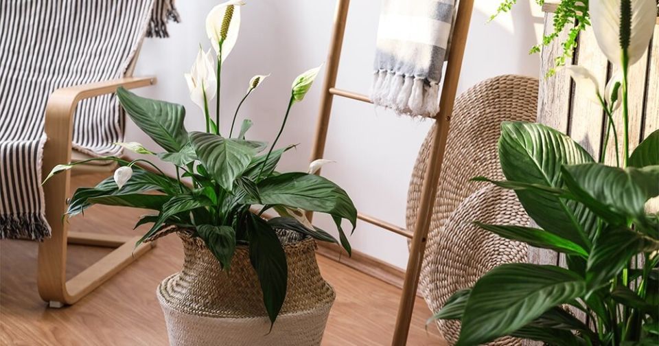 Цветущие растения для тёмных помещений: как выбрать лучшие варианты