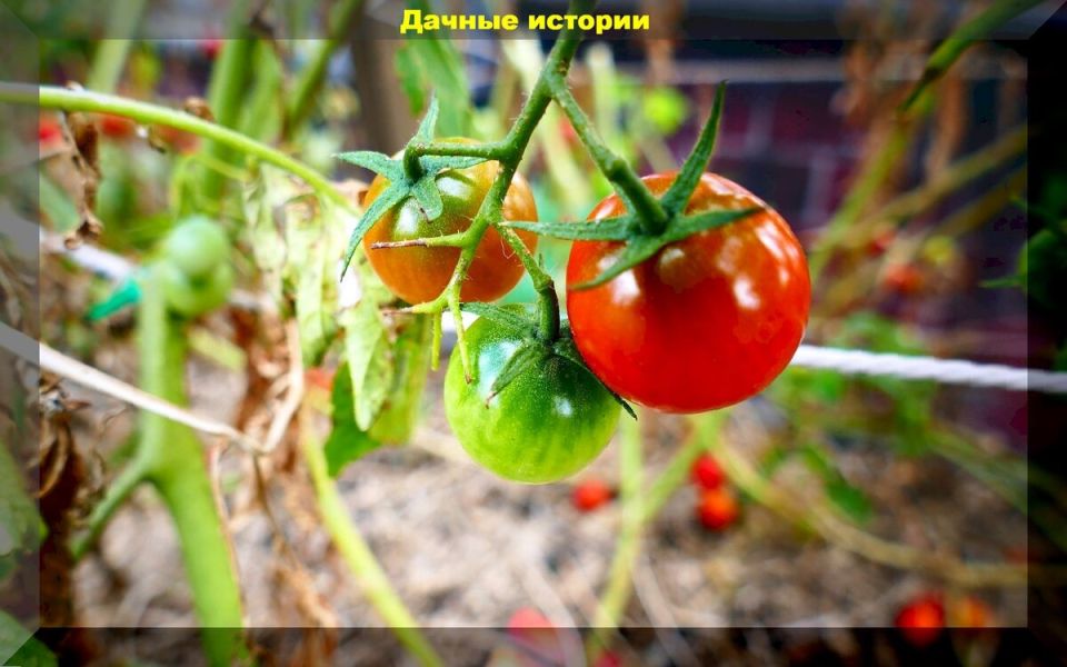 Почему ваши помидоры не радуют вкусом: секреты успешного урожая до глубокой осени