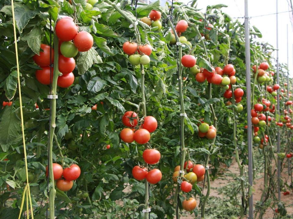 Не спешите выбрасывать томатные листья — вот как они могут помочь вашему саду