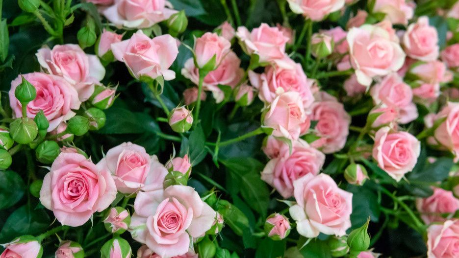 Как сохранить цветение роз до первых морозов: секреты успешной подкормки