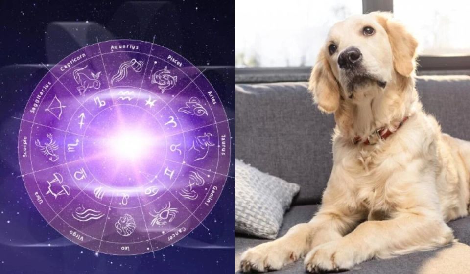 Как ваш знак Зодиака определяет вашу собачью душу