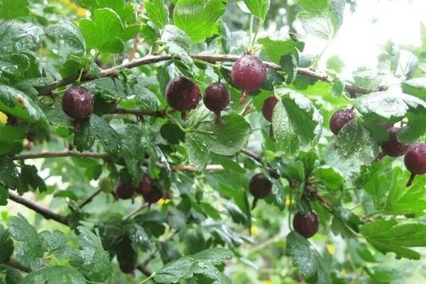 Крыжовник Черномор: особенности, преимущества и секреты успешного выращивания