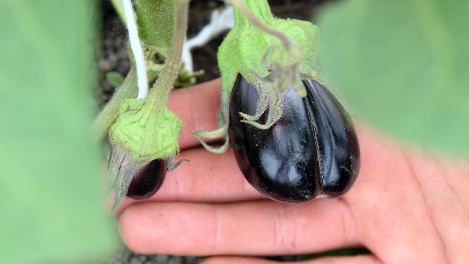 «Соседи» баклажана вырастут мелкими, если не учесть этот нюанс: сажайте его только так