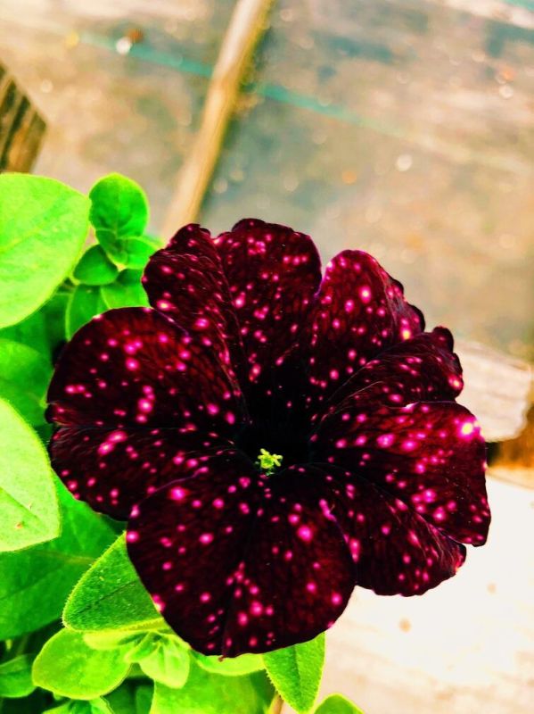 Необычные петунии: Топ-5 ярких сортов для вашего сада