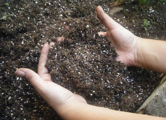 Осенняя перекопка: ключ к здоровой почве и борьбе с вредителями