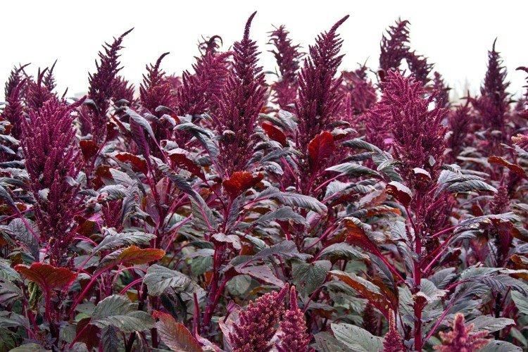 Загадка амаранта: чем поразил ученых этот древний продукт?