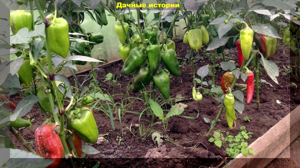 Как вырастить сладкие перцы: секреты и советы от опытных агрономов