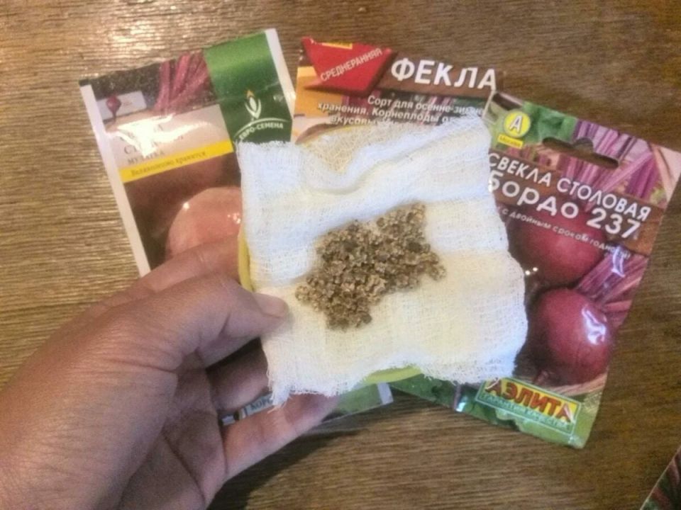 Как свекла может стать вашим зимним союзником: секреты подзимнего посева