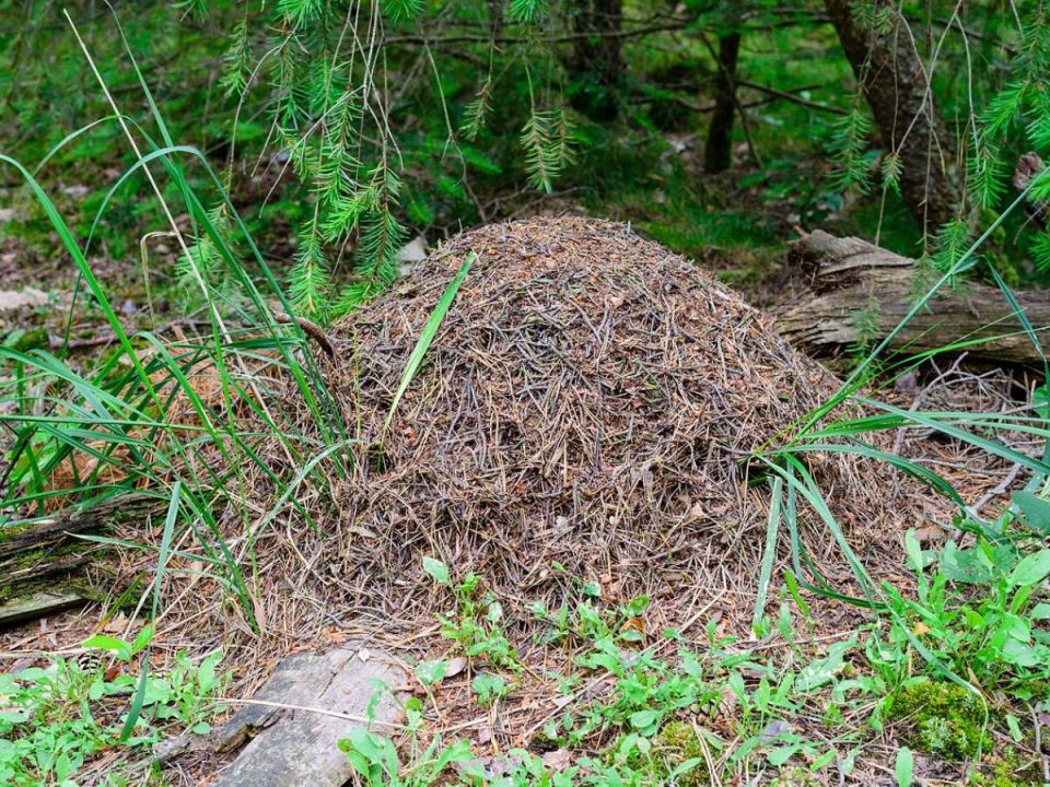 Естественные методы борьбы с муравьями: как убрать муравейники без химии