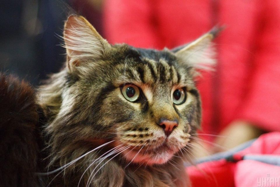 Загадка мурлыканья: пять причин, почему коты издают этот чарующий звук