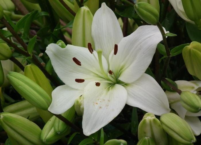 Комнатные растения: естественные агенты по очистке воздуха