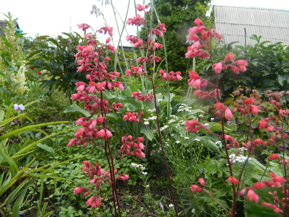 Как выбрать идеальный сорт гейхеры для вашего сада