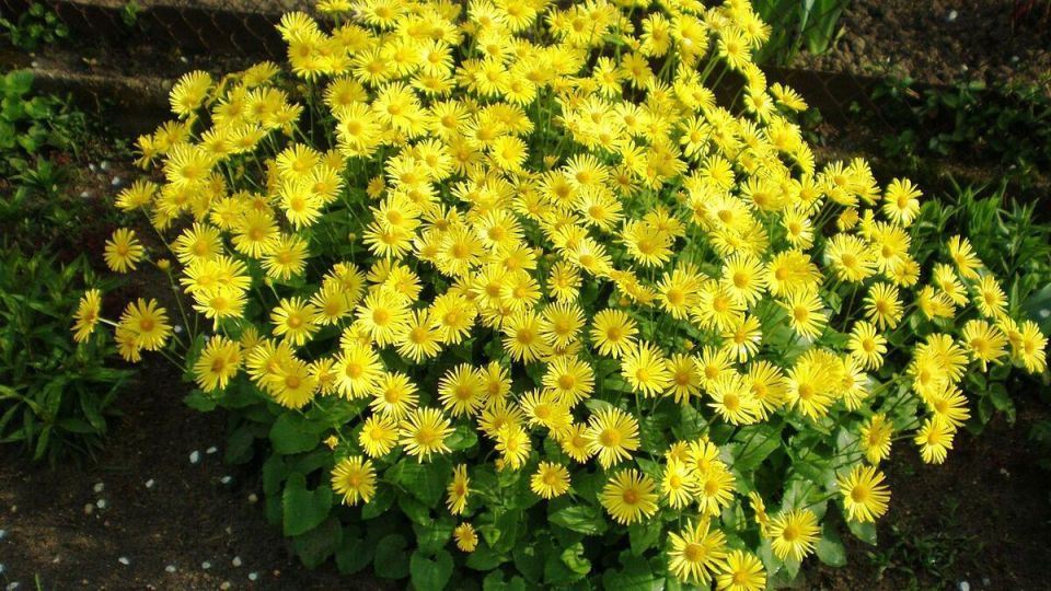 Весенние цветы: секреты ранней посадки для яркого лета