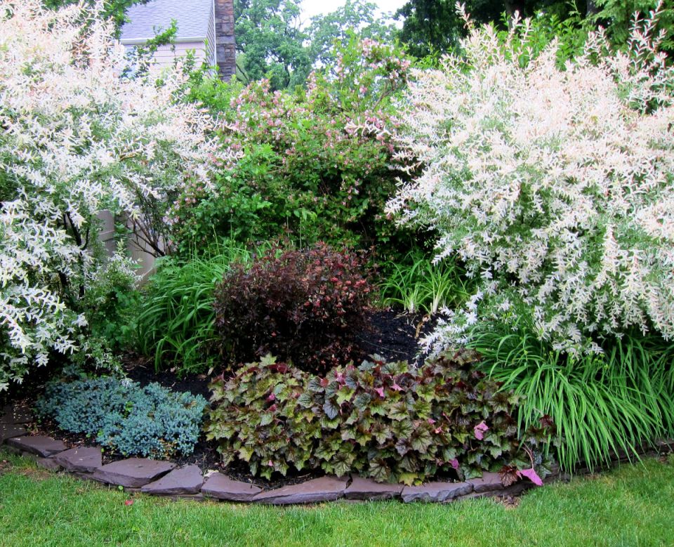 Как выбрать акцентные растения для вашего дачного участка