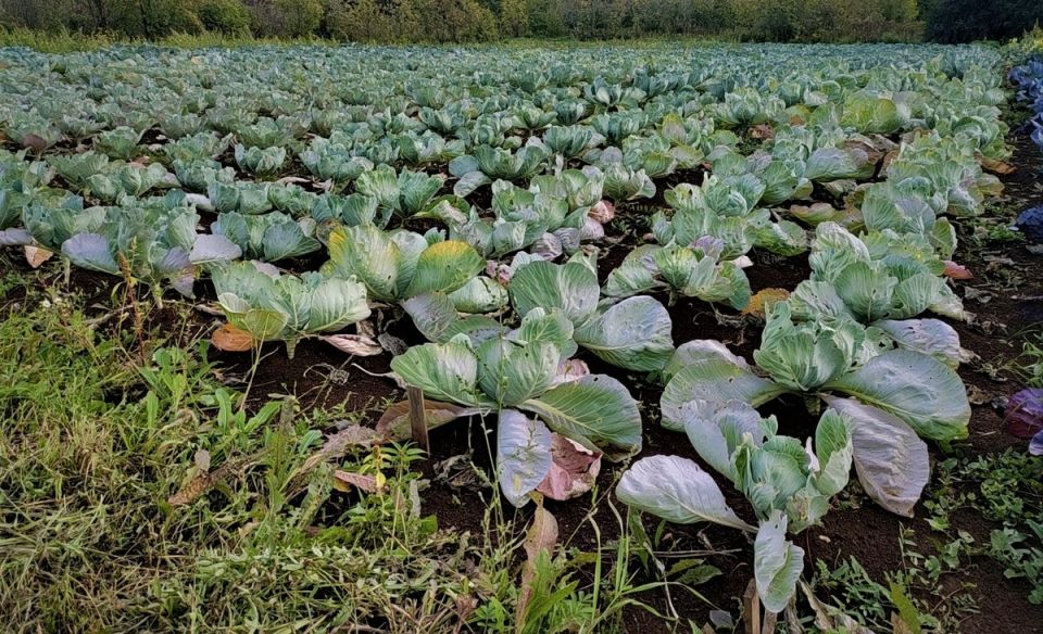 Как морозы влияют на капусту: стоит ли ждать холода для сбора урожая?