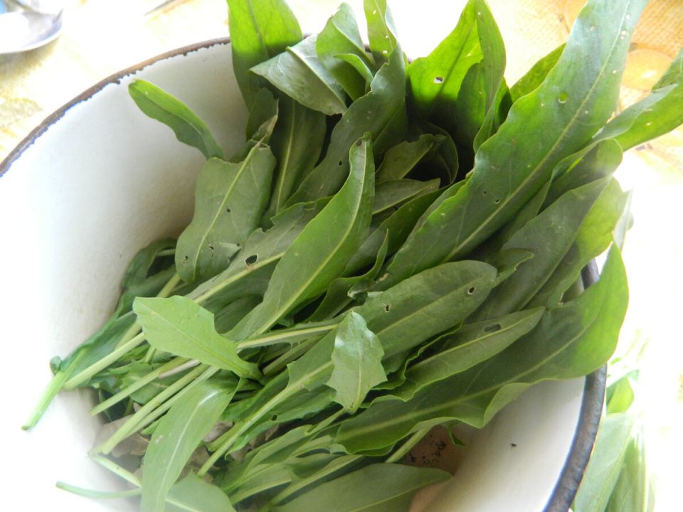 Зеленая жизнь круглый год: как вырастить витамины в домашних условиях