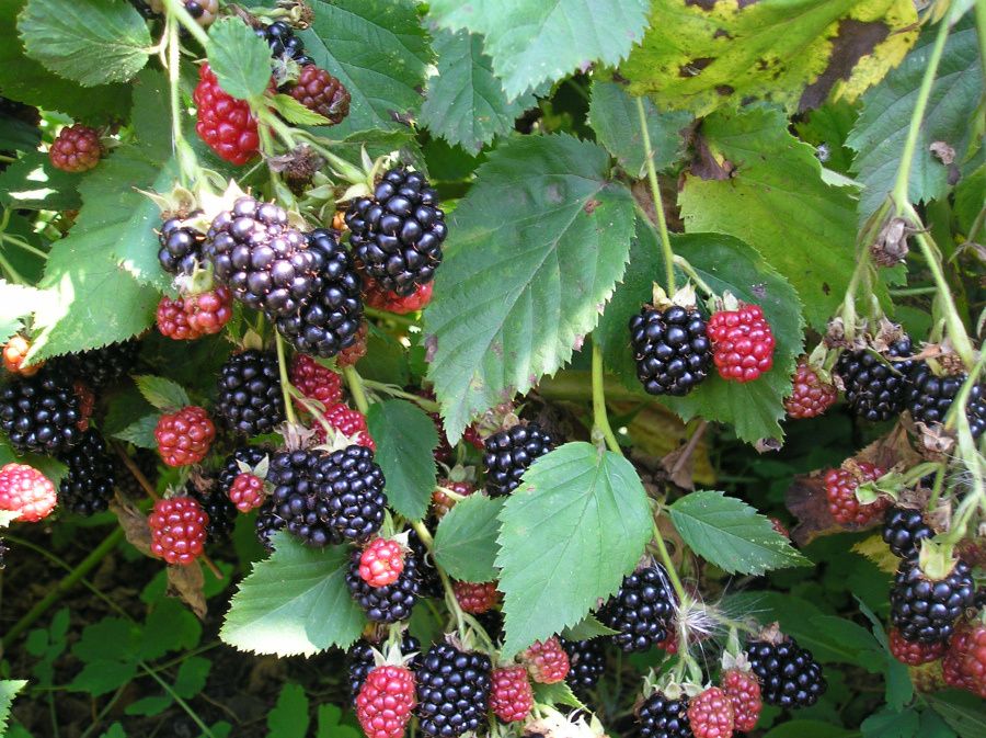 Почему осень – идеальное время для пересадки ежевики