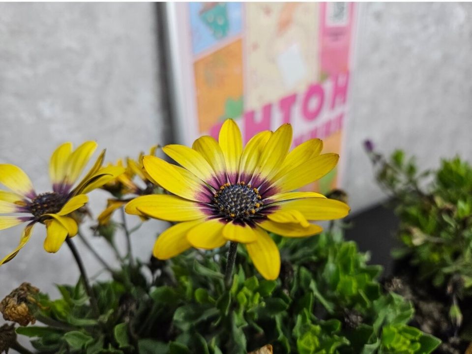 Когда забота о растениях становится обвинением: споры о уходе за спатифиллумом