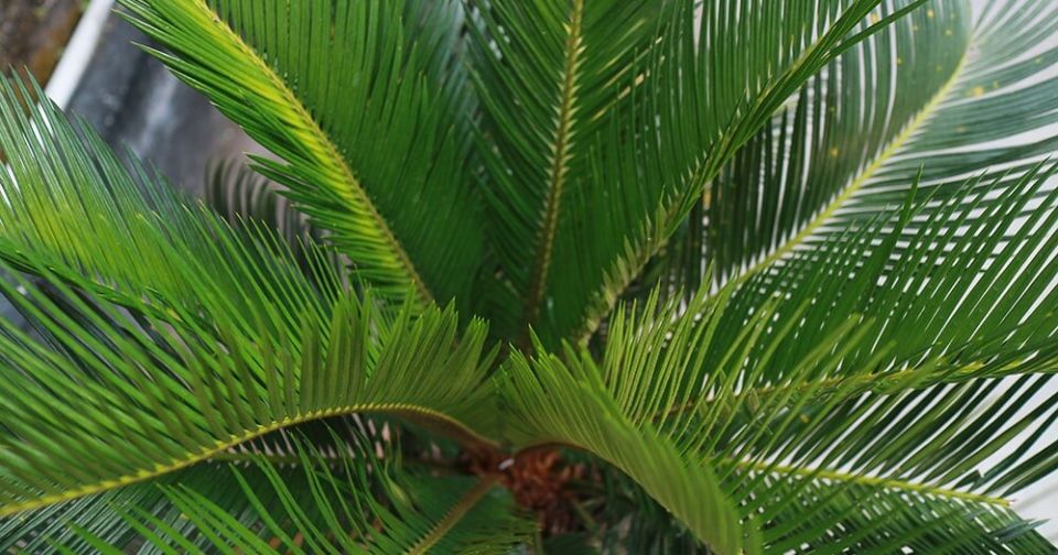 Тропическая красота в вашем доме: как правильно ухаживать за пальмами