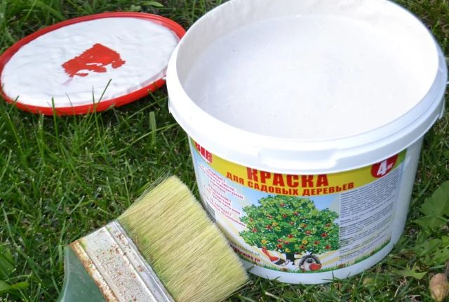 Почему белить деревья важно и как избежать ошибок в уходе