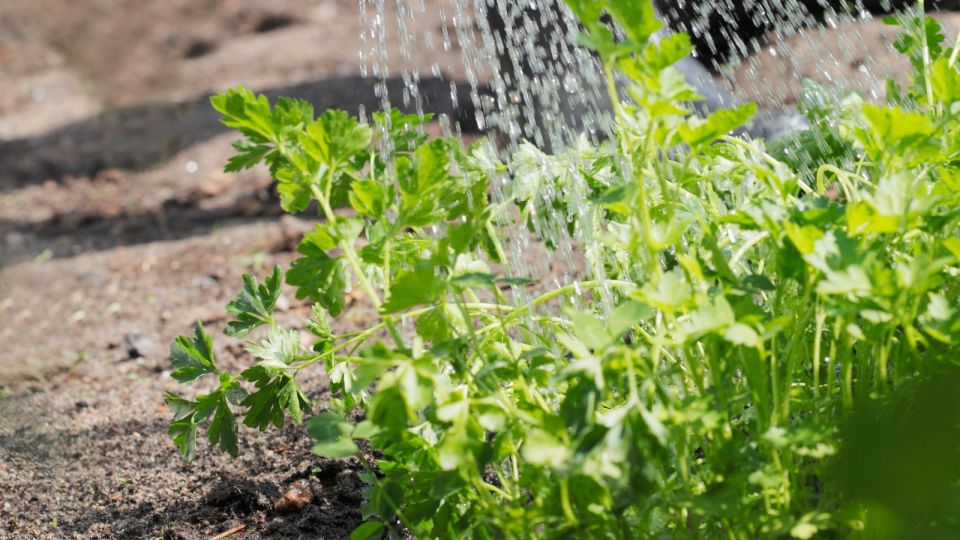 Петрушка вырастет намного раньше, чем у соседа: вот что делают опытные дачники по весне