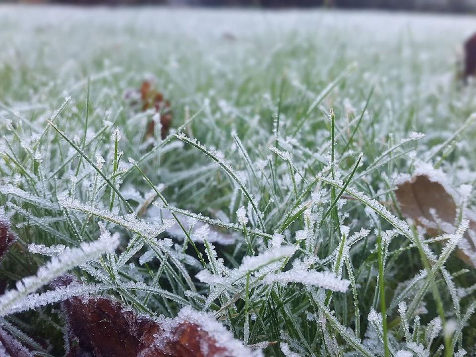 Спасение растений от возвратных холодов: советы и рекомендации