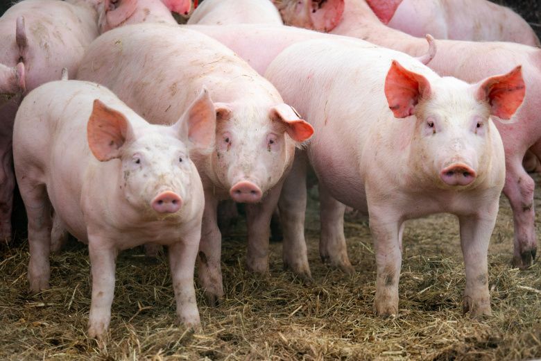 Тайны свинины: молодость против зрелости на вашей тарелке