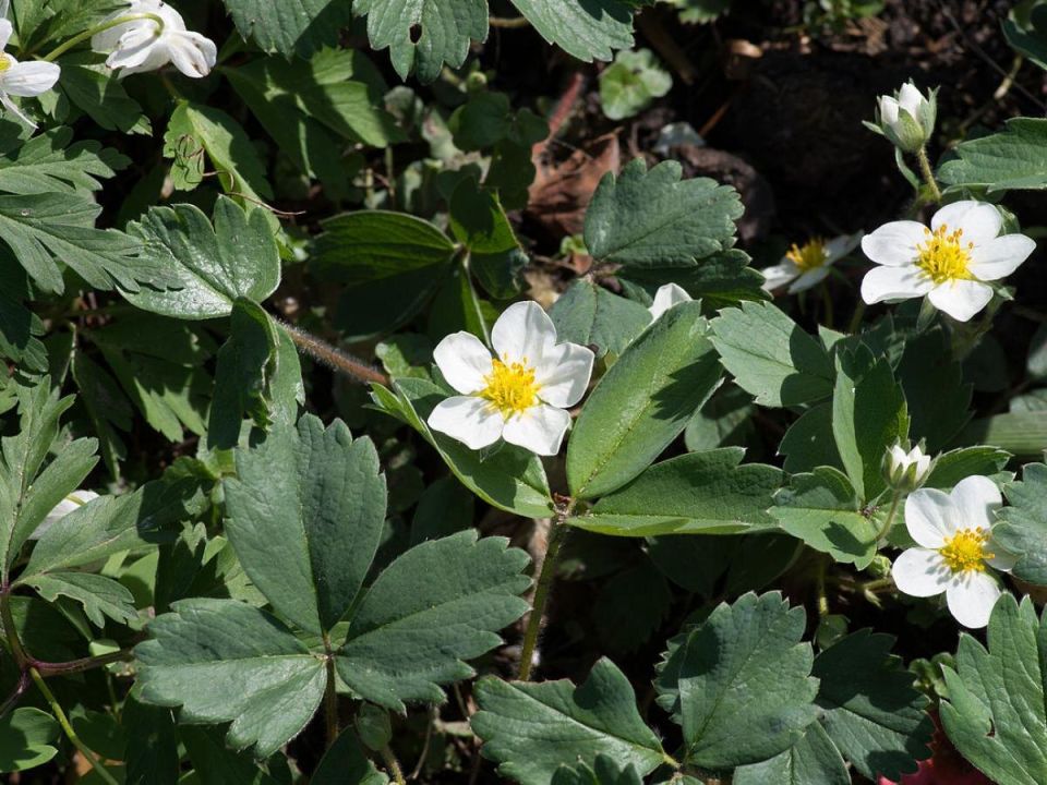Как избавиться от бесполезной клубники и повысить урожай на грядке