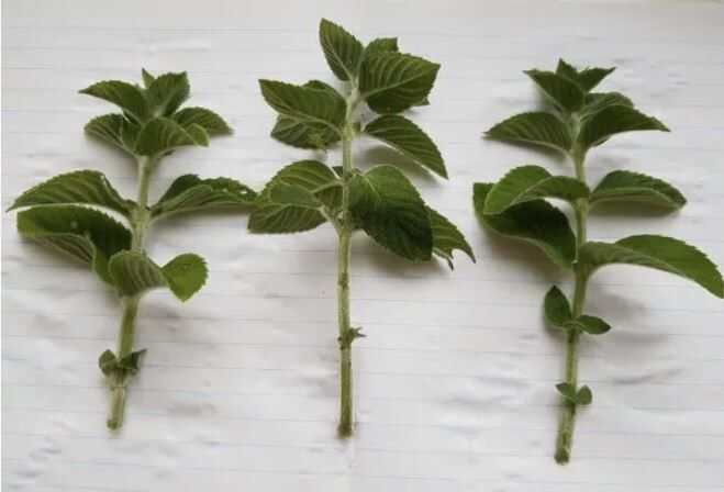 Размножение мяты черенками: простой путь к ароматным растениям