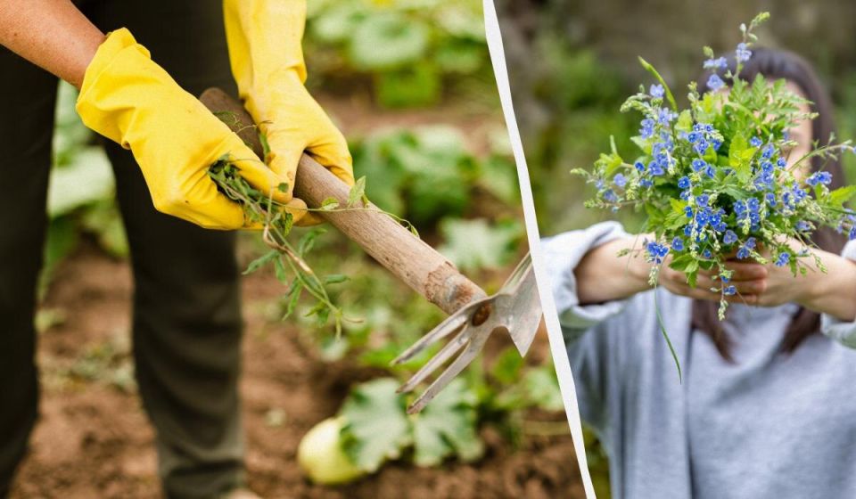 Как почвопокровные растения могут побороть сорняки в вашем саду